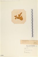 登錄號:A00003494藏品圖，第3張