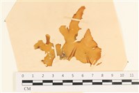 登錄號:A00003494藏品圖，第1張