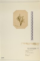 登錄號:A00003499藏品圖，第3張