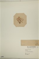 登錄號:A00003501藏品圖，第3張