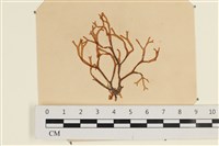 登錄號:A00003501藏品圖，第1張