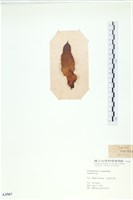 登錄號:A00003507藏品圖，第3張