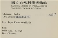 大石蓴, 石蓴藏品圖，第2張