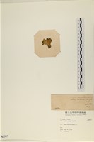 大石蓴, 石蓴藏品圖，第3張