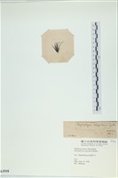 登錄號:A00003518藏品圖，第3張