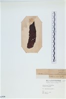 登錄號:A00003520藏品圖，第3張