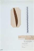 登錄號:A00003521藏品圖，第3張