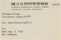 大石蓴, 石蓴藏品圖，第2張