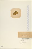 大石蓴, 石蓴藏品圖，第3張