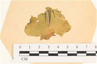 大石蓴, 石蓴藏品圖，第1張