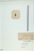 登錄號:A00003526藏品圖，第3張