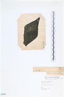 登錄號:A00003533藏品圖，第3張