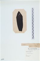 登錄號:A00003535藏品圖，第3張