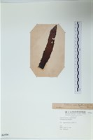 登錄號:A00003536藏品圖，第3張