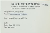 樹狀團扇藻藏品圖，第2張