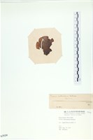 樹狀團扇藻藏品圖，第3張