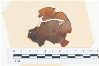 樹狀團扇藻藏品圖，第1張