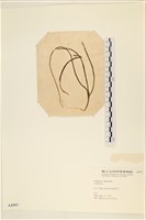 登錄號:A00003557藏品圖，第3張