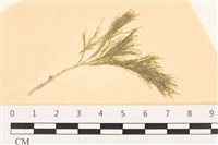 登錄號:A00003561藏品圖，第1張