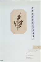 登錄號:A00003562藏品圖，第3張