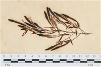 登錄號:A00003562藏品圖，第1張