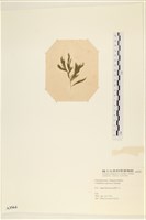 登錄號:A00003564藏品圖，第3張