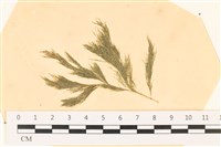 登錄號:A00003564藏品圖，第1張