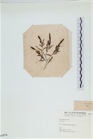 登錄號:A00003574藏品圖，第3張