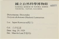 網目藻藏品圖，第2張