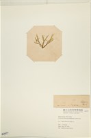 網目藻藏品圖，第3張