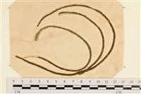 登錄號:A00003578藏品圖，第1張