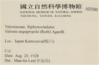 法囊藻藏品圖，第2張