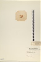 法囊藻藏品圖，第3張