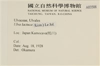 大石蓴, 石蓴藏品圖，第2張
