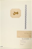 大石蓴, 石蓴藏品圖，第3張