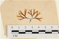 登錄號:A00003589藏品圖，第1張