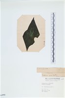登錄號:A00003592藏品圖，第3張