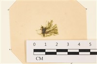 登錄號:A00003596藏品圖，第1張