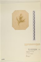 登錄號:A00003599藏品圖，第3張