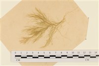 登錄號:A00003599藏品圖，第1張