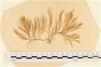 登錄號:A00003602藏品圖，第1張