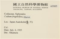 水松, 松藻藏品圖，第2張
