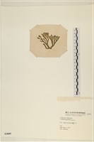 水松, 松藻藏品圖，第3張