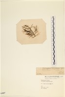 登錄號:A00003607藏品圖，第3張