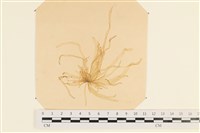 登錄號:A00003609藏品圖，第1張