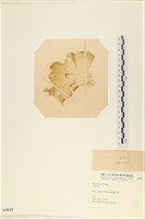 登錄號:A00003611藏品圖，第3張