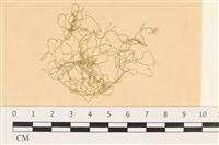 登錄號:A00003638藏品圖，第1張