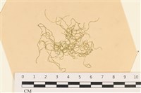 登錄號:A00003643藏品圖，第1張