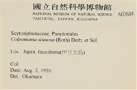 袋苔, 囊藻藏品圖，第2張