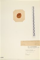 袋苔, 囊藻藏品圖，第3張